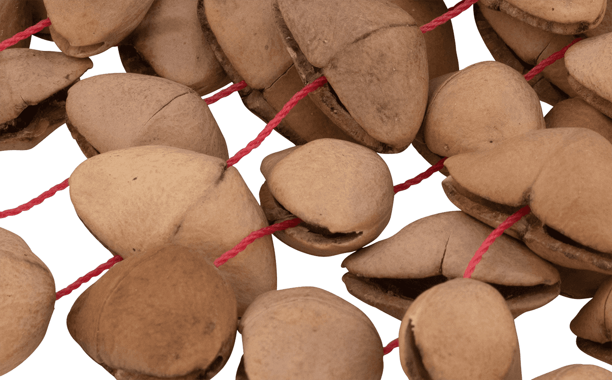 Pbshkenl Bird Kenari Nut 7 Shaker